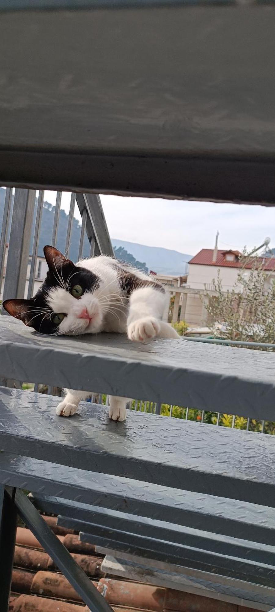 Guesthouse Eva Suite Berat Exterior photo